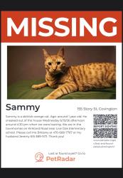 Lost Male Cat last seen  community , Covington, GA 30016