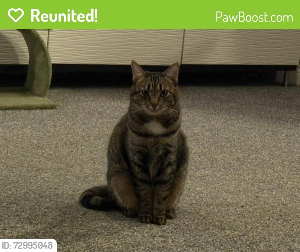 Reunited Female Cat last seen Near block of Whitney Rd in Westfield Indiana, Westfield, IN 46062