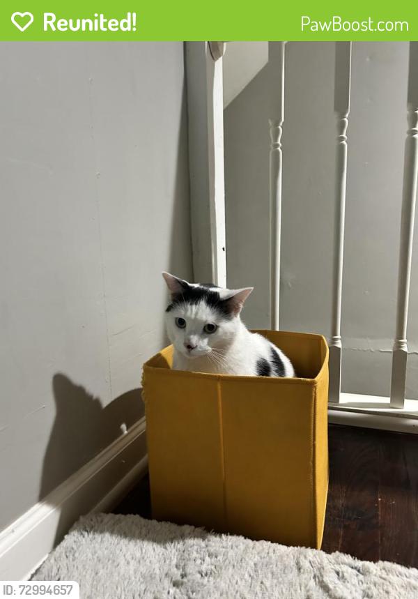 Reunited Male Cat last seen At Nesbitt dr and Sterling St, Norfolk, VA 23505