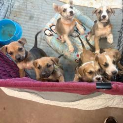 Shelter Stray Unknown Dog last seen , 11665 US-89, Flagstaff, AZ 86004, USA