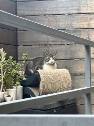 Found/Stray Unknown Cat last seen 18th and Arizona Ave., Santa Monica, CA 90404