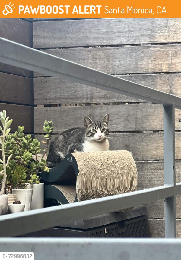 Found/Stray Unknown Cat last seen 18th and Arizona Ave., Santa Monica, CA 90404