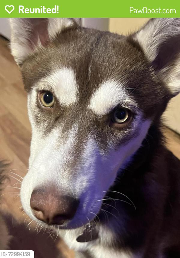 Reunited Female Dog last seen Near s, emery st, sherwood park, franklin elementary, concord st, navajo st, 300 s, Salt Lake City, UT 84104