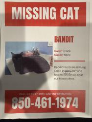 Lost Male Cat last seen Grayton Bayou, Santa Rosa Beach, FL 32459