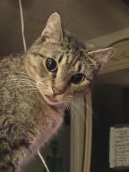 Lost Female Cat last seen 160th st, Portland, OR 97233