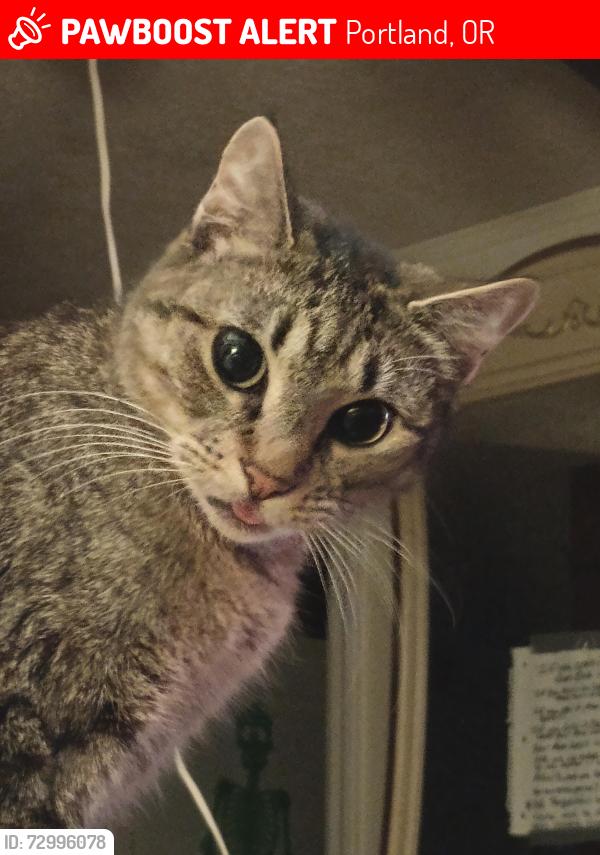 Lost Female Cat last seen 160th st, Portland, OR 97233