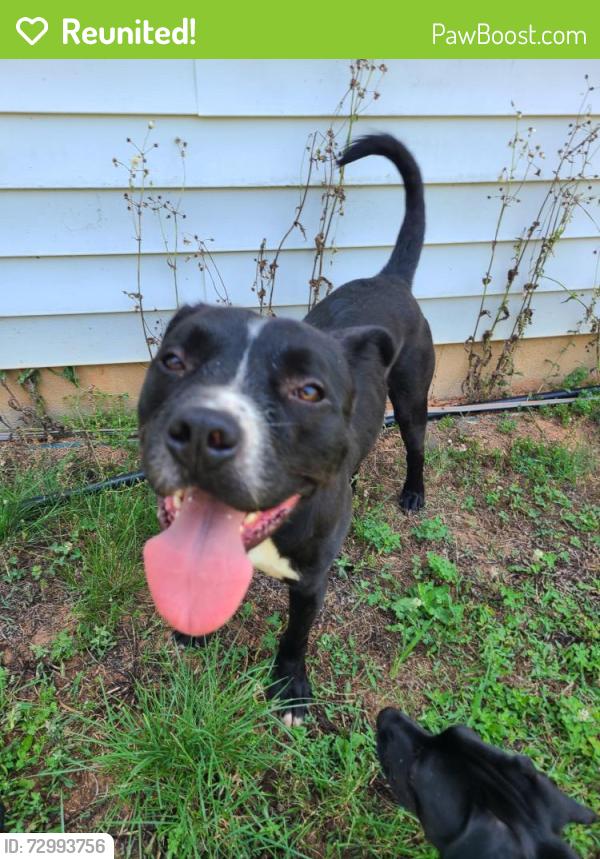 Reunited Male Dog last seen Amity Hill Rd & Tucker Rd, Iredell County, NC 28677