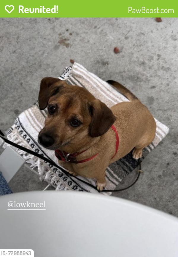 Reunited Male Dog last seen Elyria Canyon, Los Angeles, CA 90065