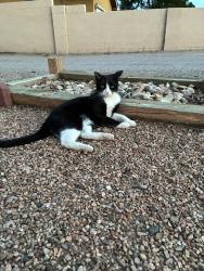 Lost Female Cat last seen 19th Ave 32nd St., Rio Rancho, NM 87124