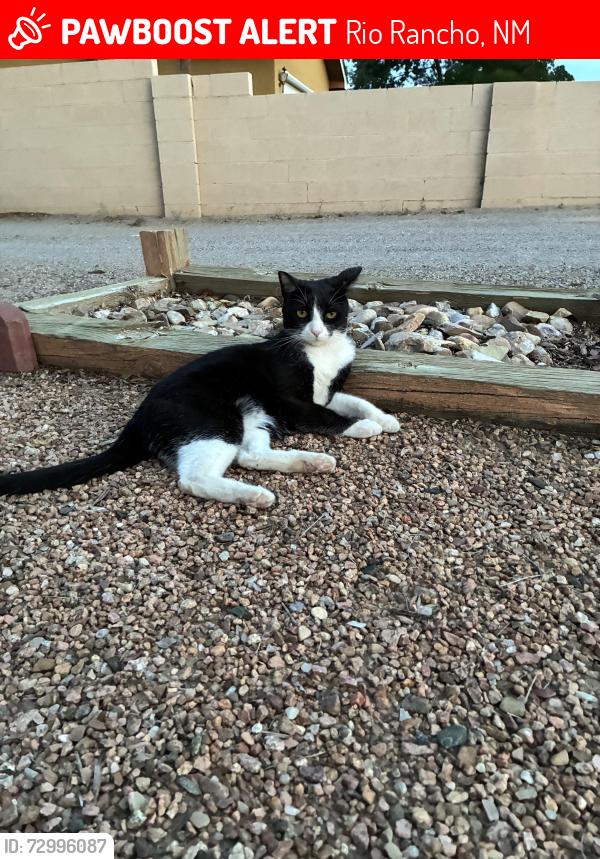 Lost Female Cat last seen 19th Ave 32nd St., Rio Rancho, NM 87124