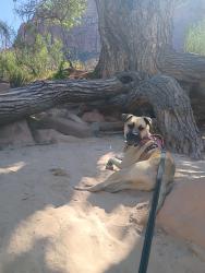 Lost Male Dog last seen Golden gate park , San Francisco, CA 94102