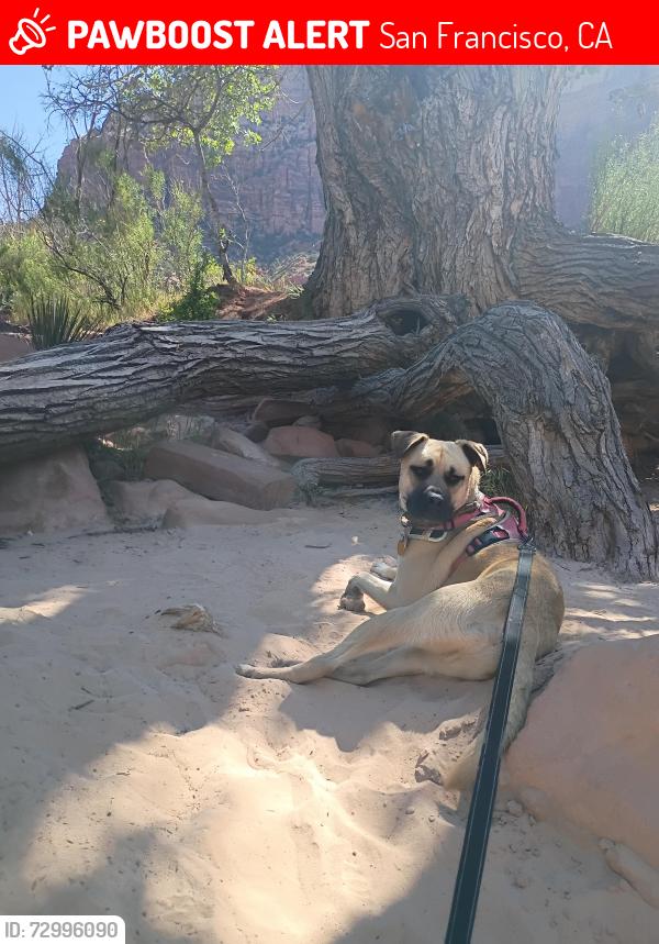 Lost Male Dog last seen Golden gate park , San Francisco, CA 94102