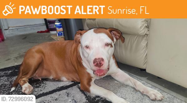 Found/Stray Female Dog last seen Sunrise blvd and 9th just east of turnpike, Sunrise, FL 33351