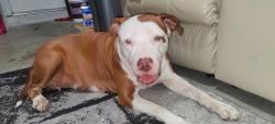 Found/Stray Female Dog last seen Sunrise blvd and 9th just east of turnpike, Sunrise, FL 33351