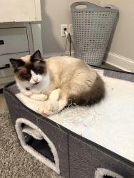 Lost Female Cat last seen Samaritan Dr & Ambulance Dr, Cumming, GA 30040