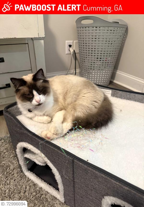 Lost Female Cat last seen Samaritan Dr & Ambulance Dr, Cumming, GA 30040