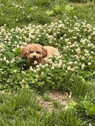 Reunited Female Dog last seen Parkland dr and Grenoble dr, Aspen Hill, MD 20853