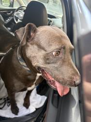Reunited Male Dog last seen Near Acworth Ave, San Diego, CA 92111, USA, San Diego, CA 92111