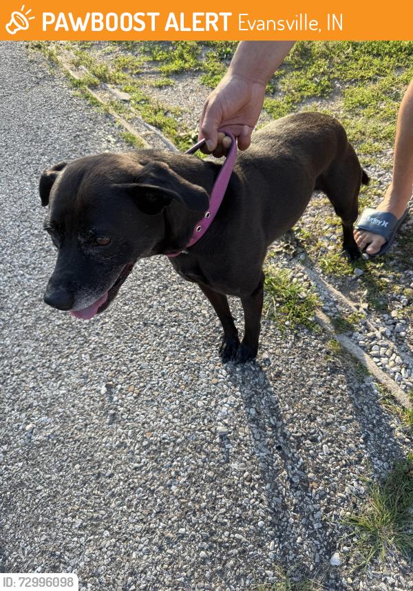 Found/Stray Female Dog last seen Mulberry and Vann, Evansville, IN 47713