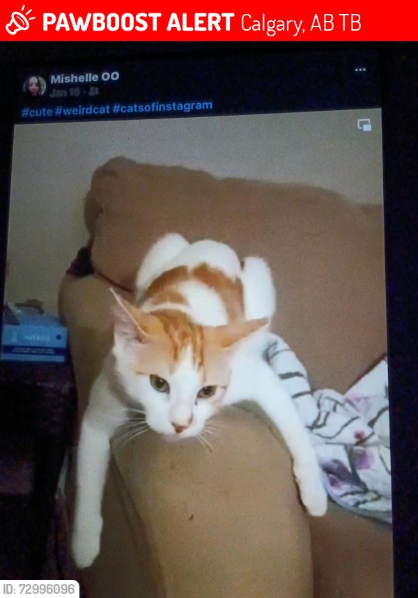 Lost Female Cat last seen Near street se, Calgary, AB T2B