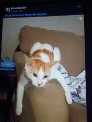 Lost Female Cat last seen Near street se, Calgary, AB T2B