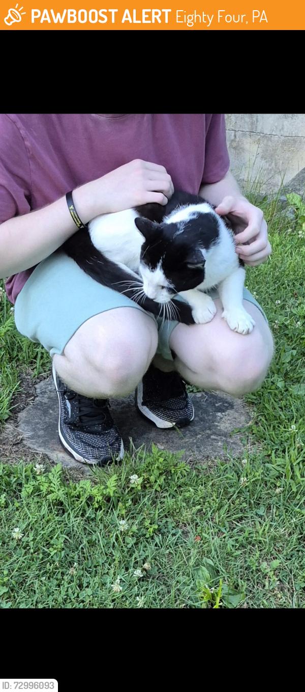 Found/Stray Male Cat last seen RT 136, Eighty Four, PA 15330