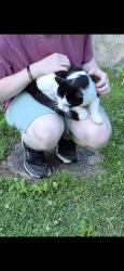 Found/Stray Male Cat last seen RT 136, Eighty Four, PA 15330