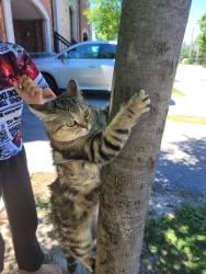 Lost Female Cat last seen Erin mills and Brittania road west, Mississauga, ON L5M 2M8