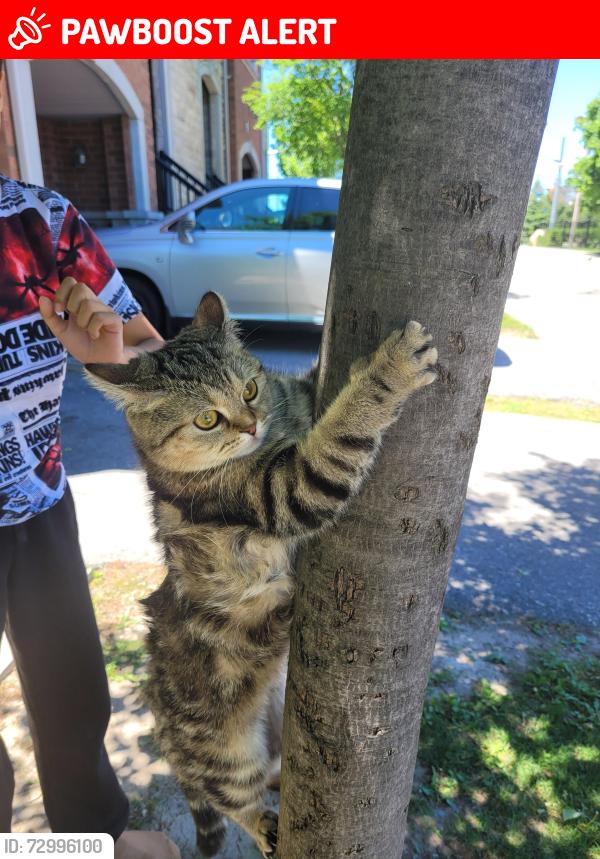 Lost Female Cat last seen Erin mills and Brittania road west, Mississauga, ON L5M 2M8
