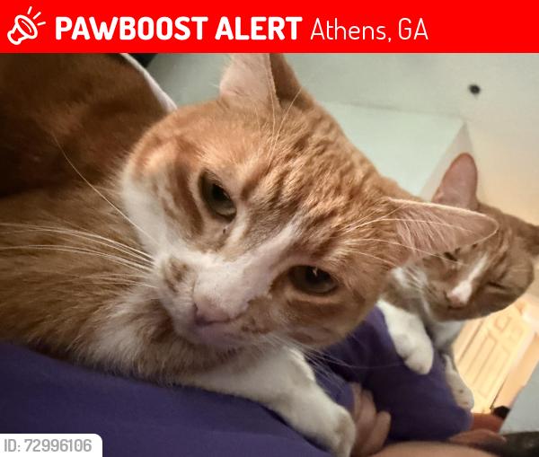 Lost Female Cat last seen Jennings mill road, Athens, GA 30606
