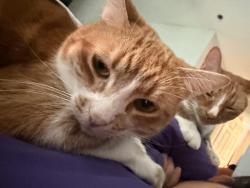 Lost Female Cat last seen Jennings mill road, Athens, GA 30606
