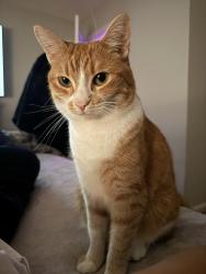 Reunited Female Cat last seen Westpark Club, Athens, GA 30606
