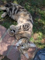 Found/Stray Male Cat last seen Victoria Brooke Lane and Laguna/Little John , Lake Elsinore, CA 92530
