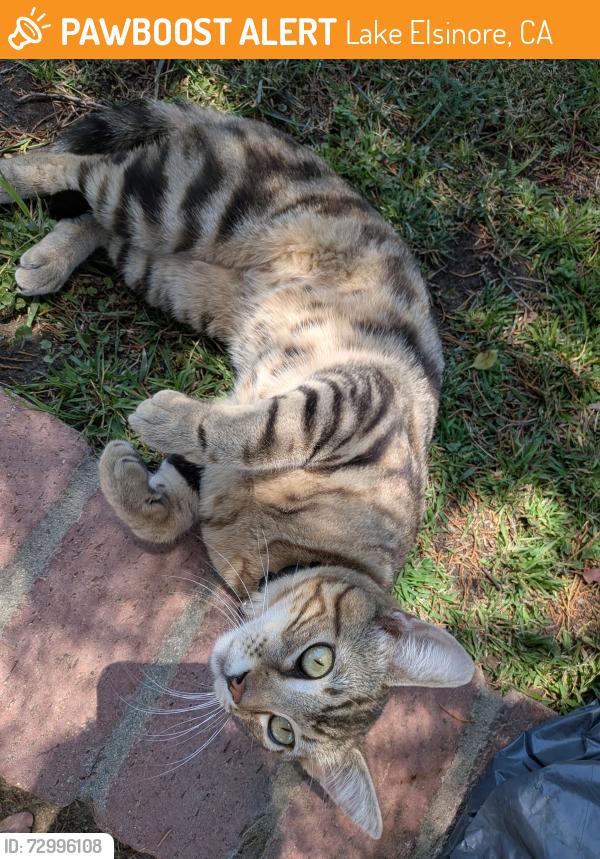 Found/Stray Male Cat last seen Victoria Brooke Lane and Laguna/Little John , Lake Elsinore, CA 92530