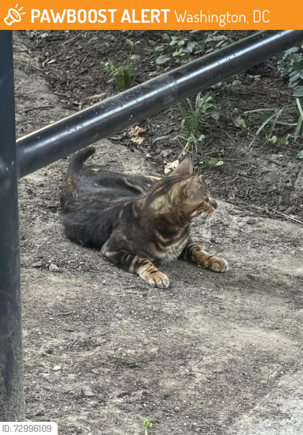 Found/Stray Female Cat last seen Oyster school calvert st, Washington, DC 20008