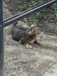 Found/Stray Female Cat last seen Oyster school calvert st, Washington, DC 20008