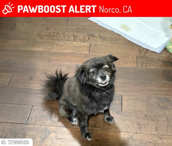 Lost Female Dog last seen River road Norco , Norco, CA 92860