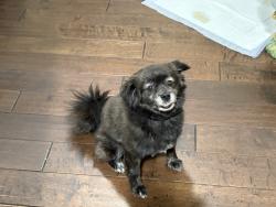 Lost Female Dog last seen River road Norco , Norco, CA 92860