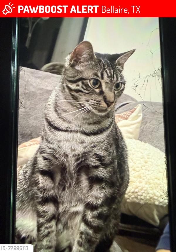 Lost Female Cat last seen Avenue B, Bellaire, TX 77401