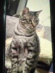 Lost Female Cat last seen Avenue B, Bellaire, TX 77401