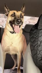 Lost Male Dog last seen Taragato ave, Henderson, NV 89052