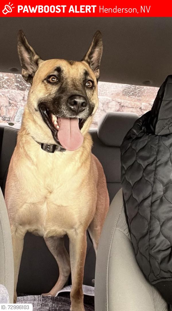 Lost Male Dog last seen Taragato ave, Henderson, NV 89052
