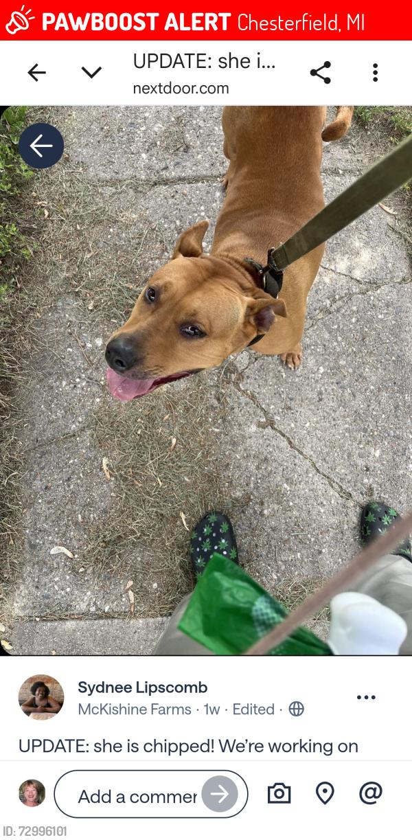 Lost Female Dog last seen Gratiot and 24 Mile Road, Chesterfield, MI 48051
