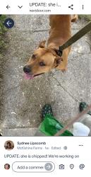 Lost Female Dog last seen Gratiot and 24 Mile Road, Chesterfield, MI 48051
