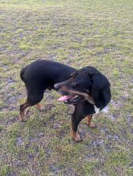 Found/Stray Male Dog last seen Eon gas station, Richlands, NC 28574
