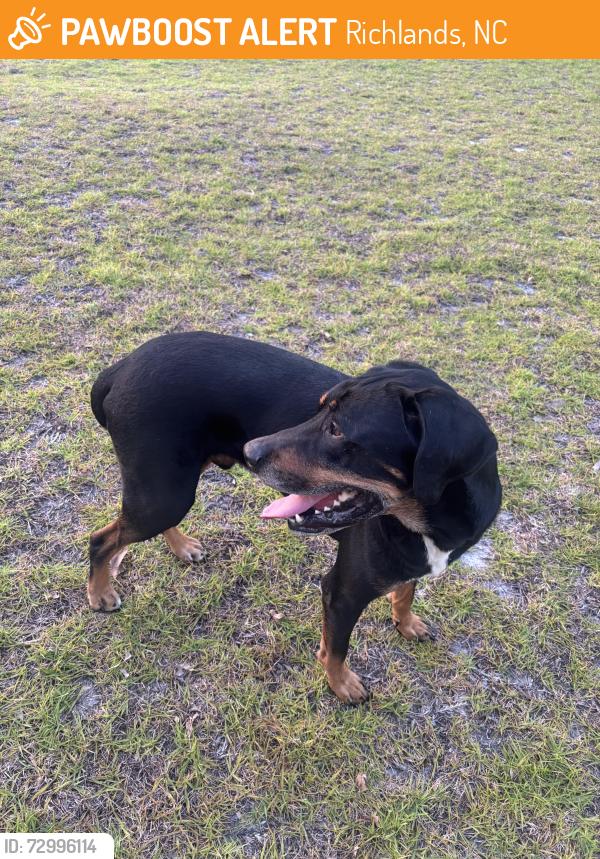 Found/Stray Male Dog last seen Eon gas station, Richlands, NC 28574