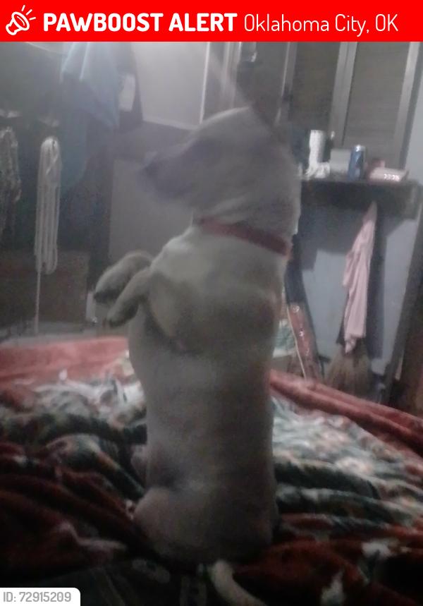 Lost Male Dog last seen In Midwest city off 15th and Air Depot off Sandra Dr at my cousin's my friend brought him to visit me , Oklahoma City, OK 73084