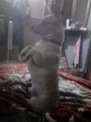 Lost Male Dog last seen In Midwest city off 15th and Air Depot off Sandra Dr at my cousin's my friend brought him to visit me , Oklahoma City, OK 73084