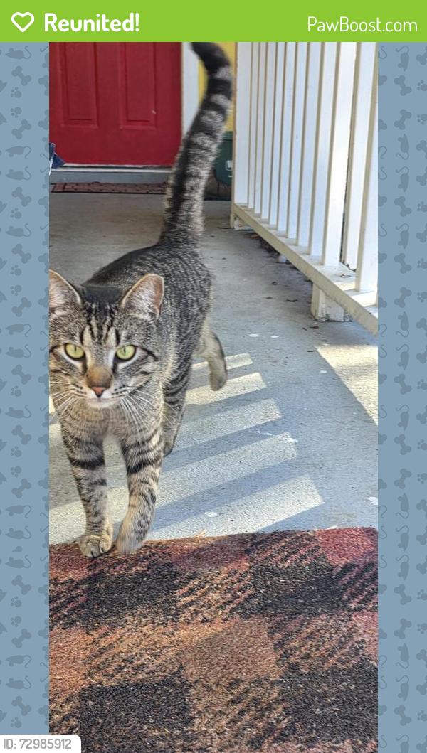 Reunited Male Cat last seen 8th St, Holly Hill, FL 32117, USA, Holly Hill, FL 32117