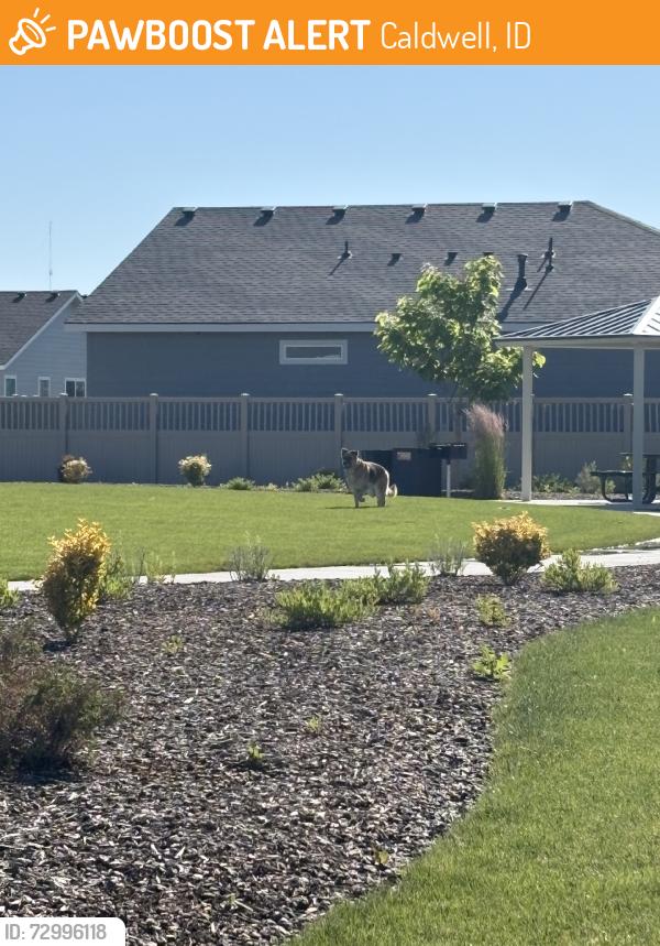 Found/Stray Unknown Dog last seen Trestle rock st and krantze ave, Caldwell, ID 83605